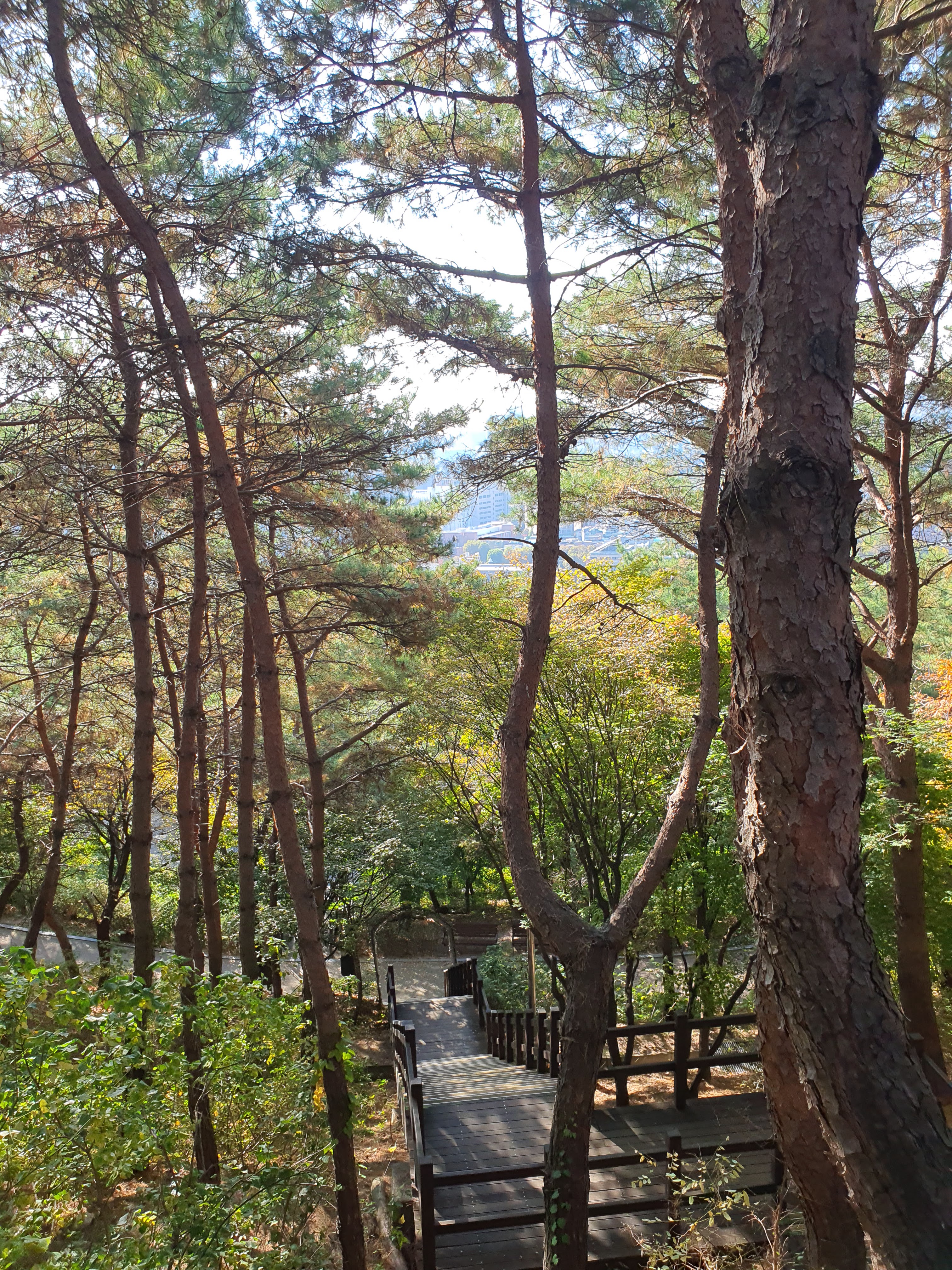 高处俯瞰公园与大学路街区构成的地景。